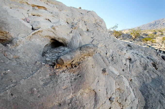 . Vào mùa khô, chúng sẽ đào hố sâu trên lớp bùn non bằng cách ăn bùn qua miệng, thải bùn qua mang. Khi đạt độ sâu cần thiết, chúng ngừng đào và tiết chất nhầy qua miệng làm cứng bùn, tạo ra lớp kén bọc ngoài, chỉ lộ miệng để lấy không khí. Nếu tình trạng khô hạn kéo dài, cá phổi châu Phi bắt đầu kích hoạt trạng thái ngủ hè. Trong trạng thái này, quá trình trao đổi chất chỉ còn bằng 1/60 mức thông thường. Ảnh Internet . Vào mùa khô, chúng sẽ đào hố sâu trên lớp bùn non bằng cách ăn bùn qua miệng, thải bùn qua mang. Khi đạt độ sâu cần thiết, chúng ngừng đào và tiết chất nhầy qua miệng làm cứng bùn, tạo ra lớp kén bọc ngoài, chỉ lộ miệng để lấy không khí. Nếu tình trạng khô hạn kéo dài, cá phổi châu Phi bắt đầu kích hoạt trạng thái ngủ hè. Trong trạng thái này, quá trình trao đổi chất chỉ còn bằng 1/60 mức thông thường. Ảnh Internet