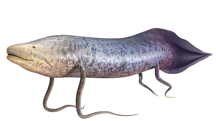 Chúng có có kích thước lớn, dài khoảng 1m, hình dáng giống con lươn với lớp da lốm đốm và những chiếc vảy màu nâu-olive. Chúng có có kích thước lớn, dài khoảng 1m, hình dáng giống con lươn với lớp da lốm đốm và những chiếc vảy màu nâu-olive.