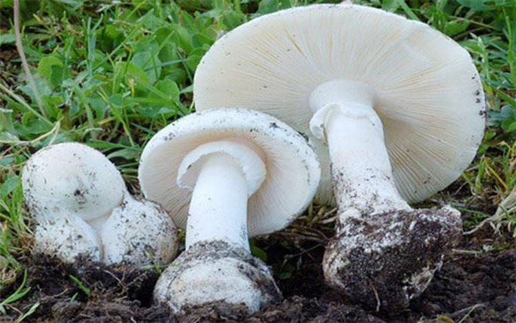 Ảnh minh họa Ảnh minh họa