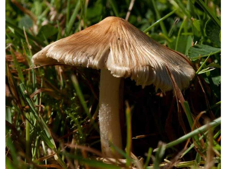 Ảnh minh họa Ảnh minh họa