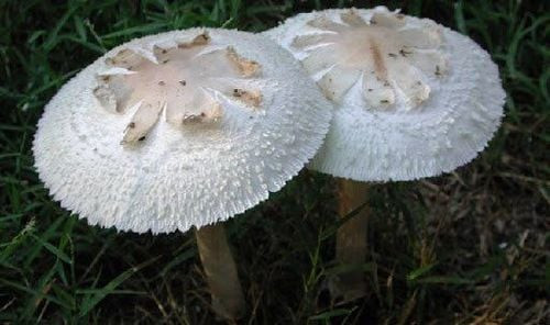 Ảnh minh họa Ảnh minh họa