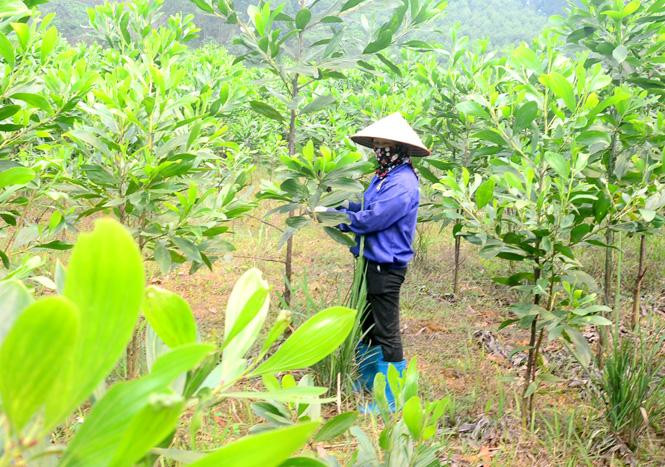 Tuyên Quang: Trồng rừng vượt 10% kế hoạch năm ảnh 1