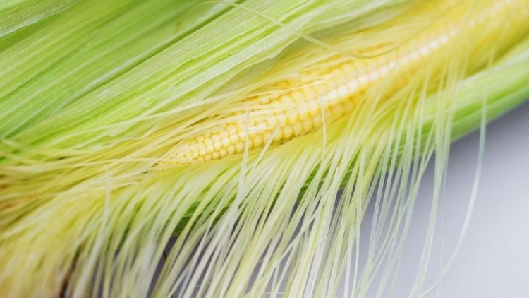 &quot;Tinh hoa&quot; của bắp ngô người Việt thường tiện tay ném bỏ. Ảnh minh họa