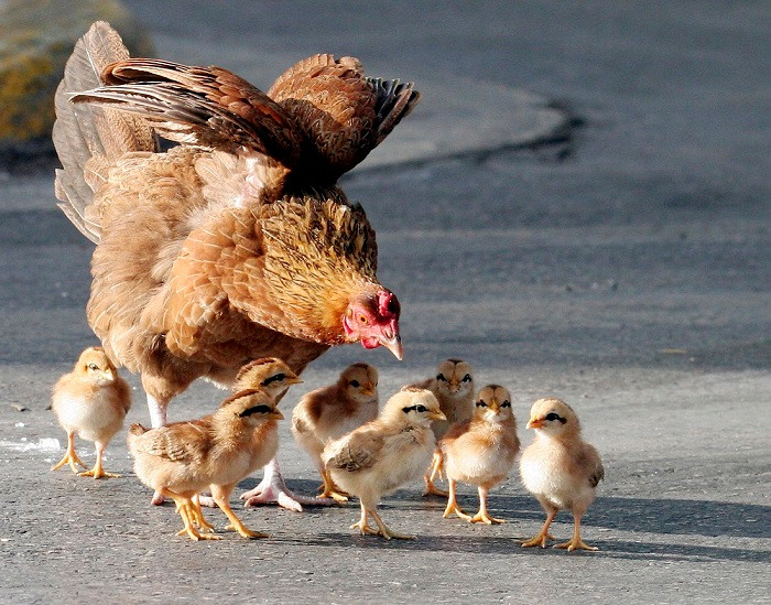Theo người dân địa phương, hai cơn bão Iwa (1982) và Iniki (1992) đã phá huỷ hàng trăm chuồng gà nơi đây khiến mọi người quyết định thả rông chúng. Sau đó, số lượng gà sinh sản tăng dần theo từng năm. Ảnh Alongwalker