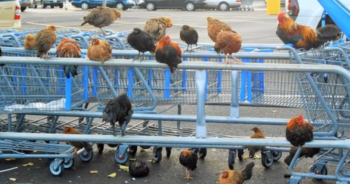 Kỳ lạ là hầu hết gà ở đây không sợ người, chúng đi lang thang tự do và thích nghi với lối sống của người bản định lẫn du khách. Sự đa dạng về lối sống của gà khiến cho mối quan hệ của chúng với con người trở nên phức tạp hơn.