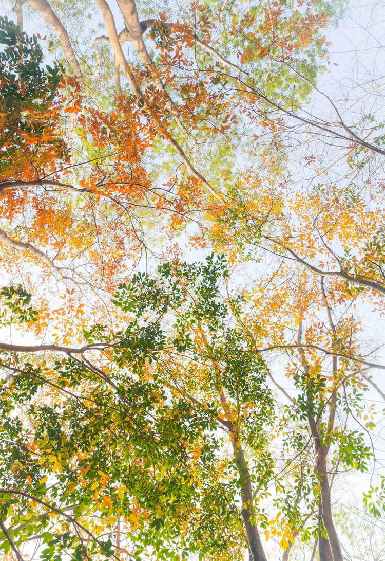 Những lá cây được chuyển từ ánh xanh sang sắc đỏ, vàng lãng mạn tạo nên cảnh tượng vô cùng sinh động và huyền ảo.