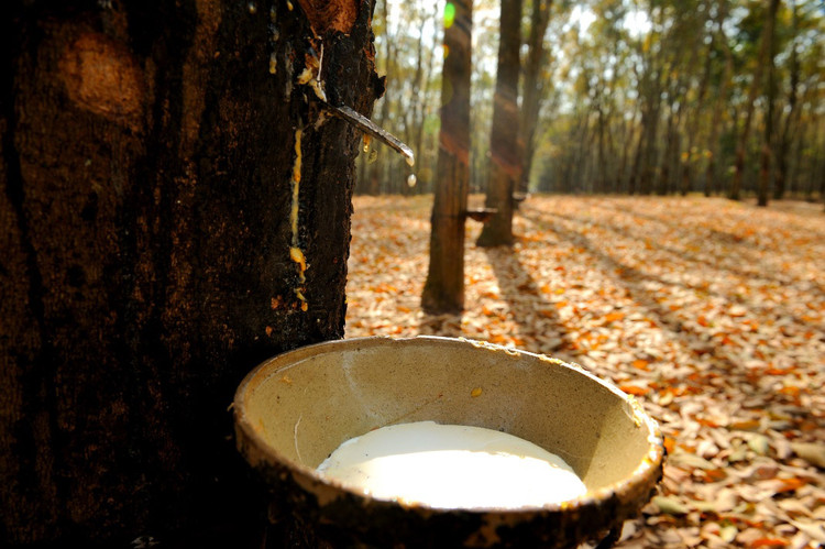 Mủ cao su – thường được gọi là “vàng trắng”, được khai thác và thu gom vào các thùng chứa lớn. Ảnh Ngô Vĩnh Phú
