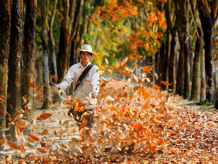 Thu gom lá vàng rơi để ngăn chặn cháy rừng như một phần công việc hàng ngày của công nhân nơi đây. Ảnh: Ngô Vĩnh Phú