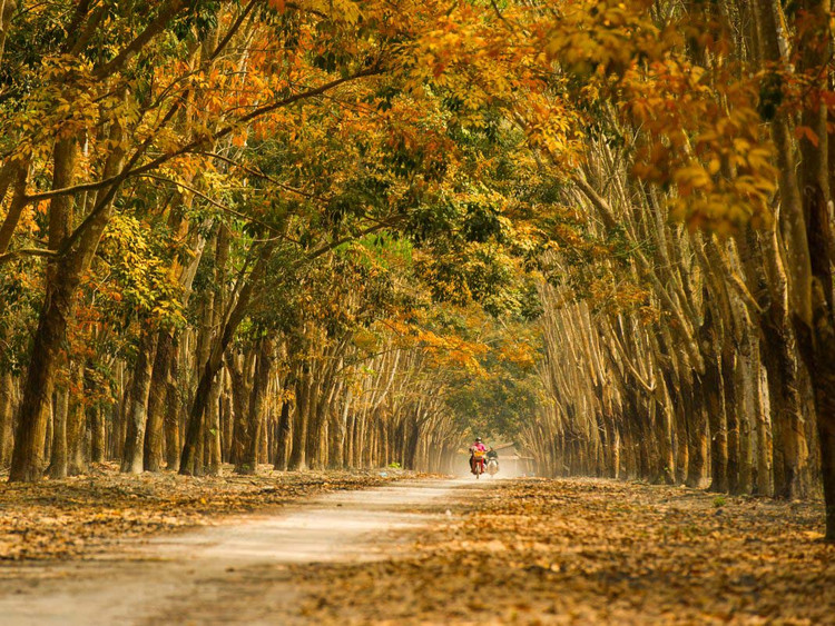 Nhắc đến Bình Phước, ta thường nghĩ ngay tới món đặc sản hạt điều rang muối. Cùng với đó, nơi đây còn hấp dẫn du khách bởi bạt ngàn những khu rừng cao su, nhất là vào mùa thay lá. Ảnh Ngô Vĩnh Phú