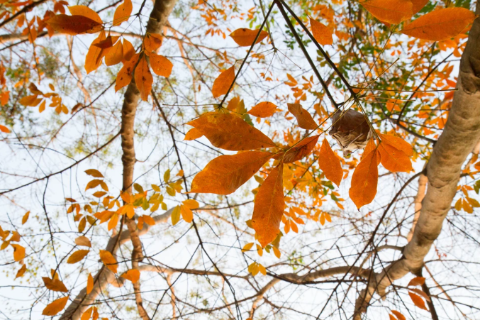 Du khách khi bước vào rừng cao su sẽ bị mê hoặc bởi cảm giác trong lành và hương thơm tự nhiên của loài cây này. Từ đó mang đến sự thoải mái và làm dịu đi những căng thẳng của cuộc sống đô thị ồn ào, tấp nập thường nhật.