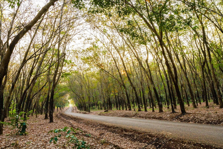 Cứ mỗi độ nắng xuân về, xua đi cơn gió lạnh cuối cùng của mùa đông, cơn mưa nửa mùa cũng vội kết thúc, để phương Nam chuyển mình bước vào mùa khô, là lúc ấy, cánh rừng cao su lại thay màu áo như lời hẹn trước. Lá không đổi sắc ngay mà chuyển dần từ từ, lá xanh xen kẽ lá vàng, đến cuối mùa thì đổi hết sang đỏ, mang đến một không gian huyễn hoặc vô cùng.