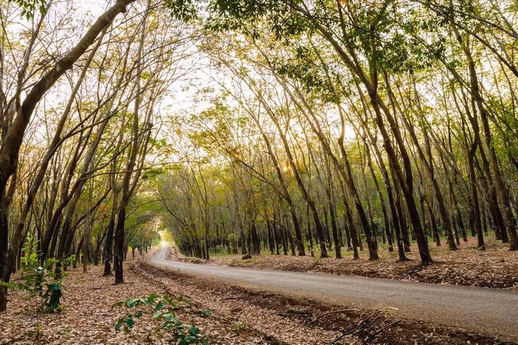 Cứ mỗi độ nắng xuân về, xua đi cơn gió lạnh cuối cùng của mùa đông, cơn mưa nửa mùa cũng vội kết thúc, để phương Nam chuyển mình bước vào mùa khô, là lúc ấy, cánh rừng cao su lại thay màu áo như lời hẹn trước. Lá không đổi sắc ngay mà chuyển dần từ từ, lá xanh xen kẽ lá vàng, đến cuối mùa thì đổi hết sang đỏ, mang đến một không gian huyễn hoặc vô cùng.