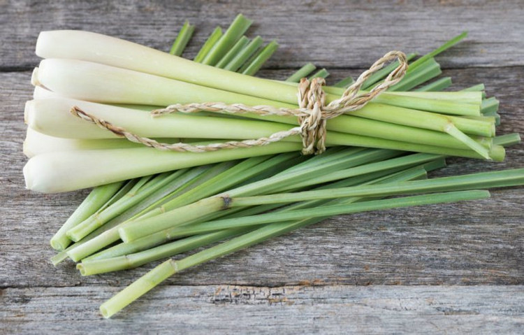 Loại cây được xem là “thuốc” chống ung thư tự nhiên, giảm huyết áp cực tốt. Ảnh minh họa