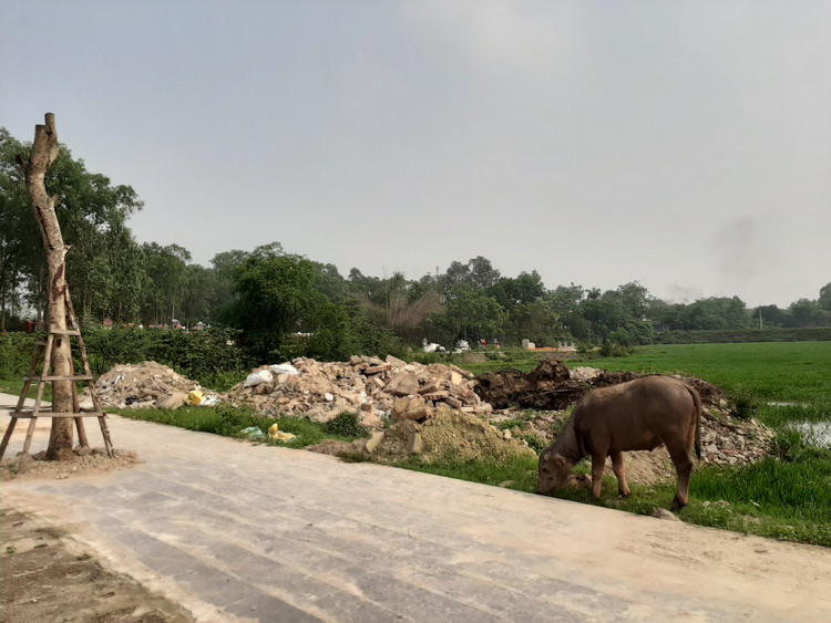 Trâu gặm từng ngọn cỏ trên vỉa hè.