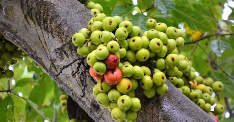 Lợi ích của quả sung đối với sức khỏe. Ảnh minh họa