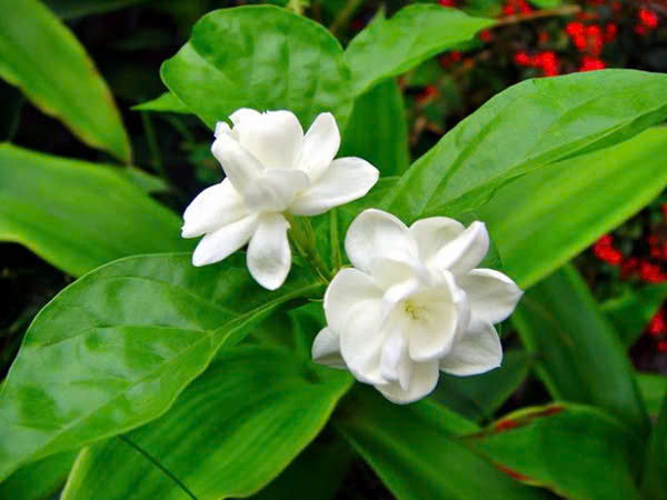 Ảnh minh họa Ảnh minh họa