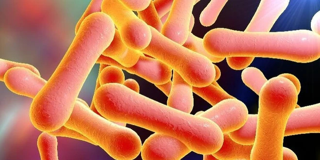 Vi khuẩn gây bệnh bạch hầu. Nguồn: nfid