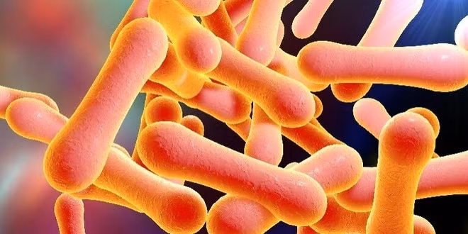 Vi khuẩn gây bệnh bạch hầu. Nguồn: nfid Vi khuẩn gây bệnh bạch hầu. Nguồn: nfid