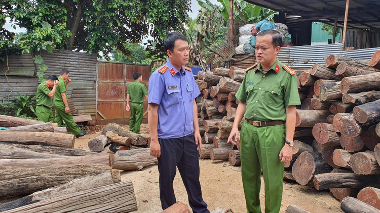 Lực lượng chức năng kiểm đếm số lượng gỗ lậu tại Công ty TNHH TMDV gỗ Phương Tây Nguyên.