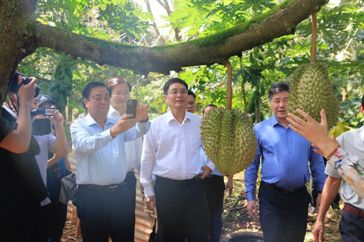 Bộ Trưởng cùng các lãnh đạo Sở Ban ngành tỉnh Đắk Lắk thăm một vườn sầu riêng tại huyện Krông Pắk.