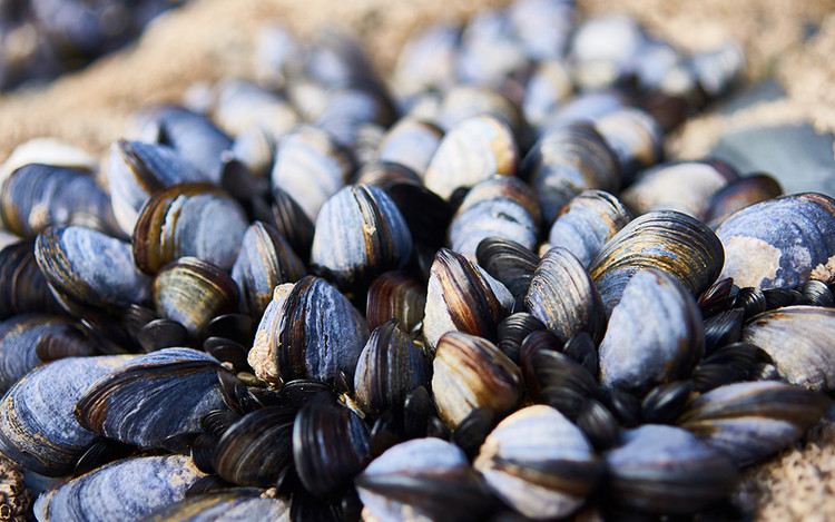 Sự mất cân bằng kẽm khiến tóc bạc sớm vì vậy để khắc phục tình trạng này bạn hãy ăn các loại hải sản như: trai, sò, hến… vì trong các loại thực phẩm này có chứa nhiều khoáng chất có thể hòa tan trong nước có thể giúp mái tóc đen, khỏe, bóng mượt.