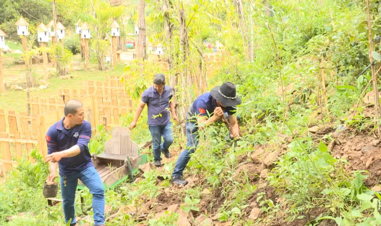 Các đơn vị tham dự đã tổ chức trồng hơn 100 cây mai anh đào tại xã Lát, huyện Lạc Dương.