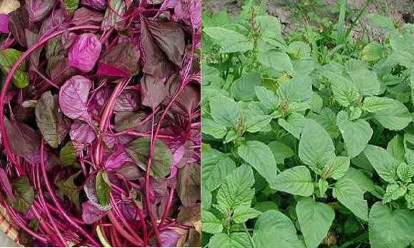 Rau dền đỏ hay xanh: loại nào ngon và tốt cho sức khỏe hơn?. Ảnh minh họa