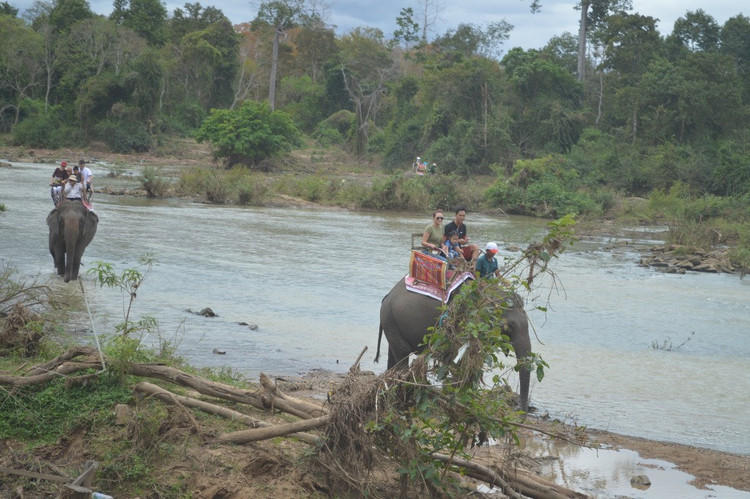 Trung tâm Du lịch Cầu treo Buôn Đôn sẽ chấm dứt hoàn toàn dịch vụ du lịch cưỡi voi kể từ ngày 10/2/2023.