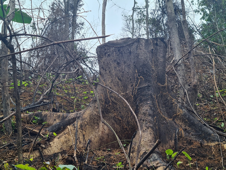 Rừng tự nhiên do Cty Trường Lộc quản lý bị tàn phá