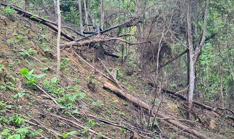 Rừng tự nhiên do Cty Trường Lộc quản lý bị tàn phá