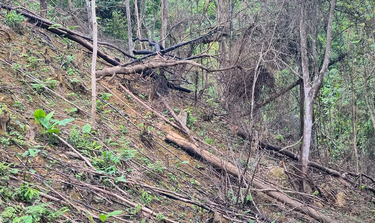 Rừng tự nhiên do Cty Trường Lộc quản lý bị tàn phá Rừng tự nhiên do Cty Trường Lộc quản lý bị tàn phá