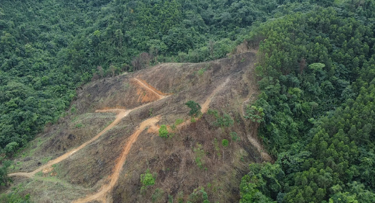 Rừng tự nhiên do Cty Trường Lộc quản lý bị tàn phá