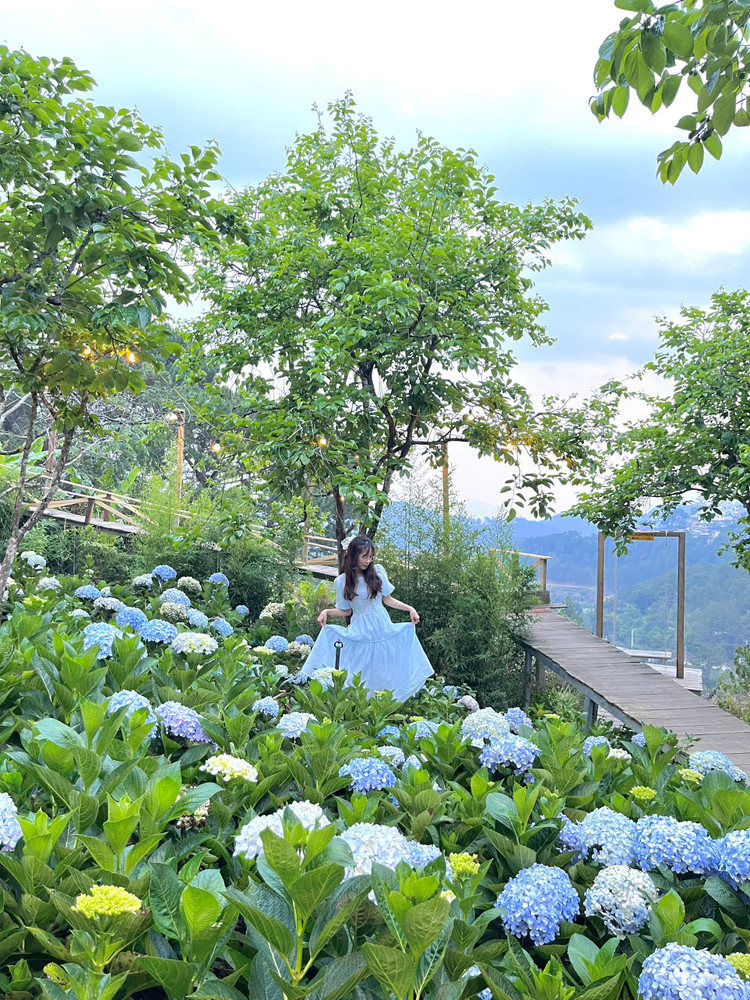 Những cánh đồng hoa rực rỡ sắc màu. Ảnh Hồng Lan