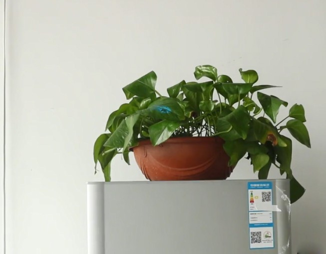 Không nên đặt cây xanh trên nóc tủ lạnh. Ảnh minh họa