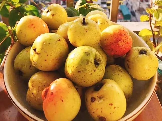 Táo mèo thường có vị chua, hơi chát rất đặc trưng được nhiều người sử dụng để bảo vệ sức khỏe. ẢNh minh họa