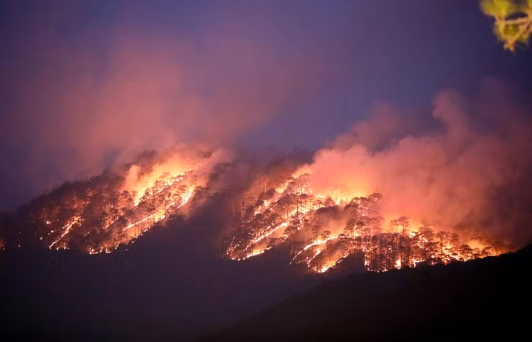 Hiện trường vụ cháy rừng khu vực đèo Prenn.