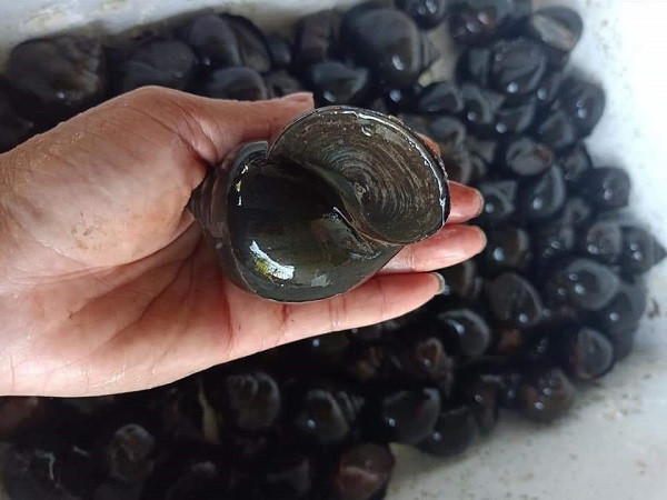 Ảnh: Ốc bươu đen