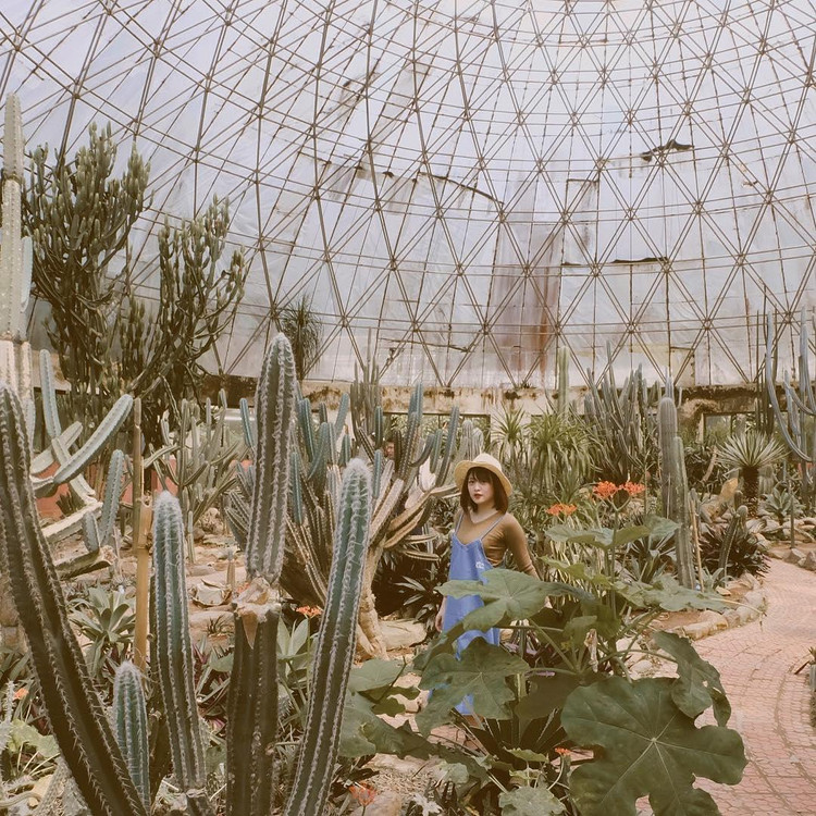 Ảnh 3. Nhà kính xương rồng đầy độc đáo và lạ mắt, hút ánh nhìn du khách. Nguồn ảnh: Sưu tầm