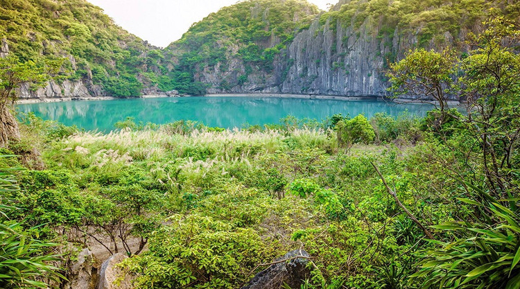 Bên cạnh vẻ đẹp non nước hữu tình, đảo Mắt Rồng còn sở hữu một hệ sinh thái động thực vật vô cùng đa dạng và độc đáo nhất nhì vịnh Bắc Bộ.