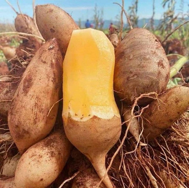 Loại củ được ví như &quot;nhân sâm bình dân&quot; giúp thanh nhiệt cơ thể