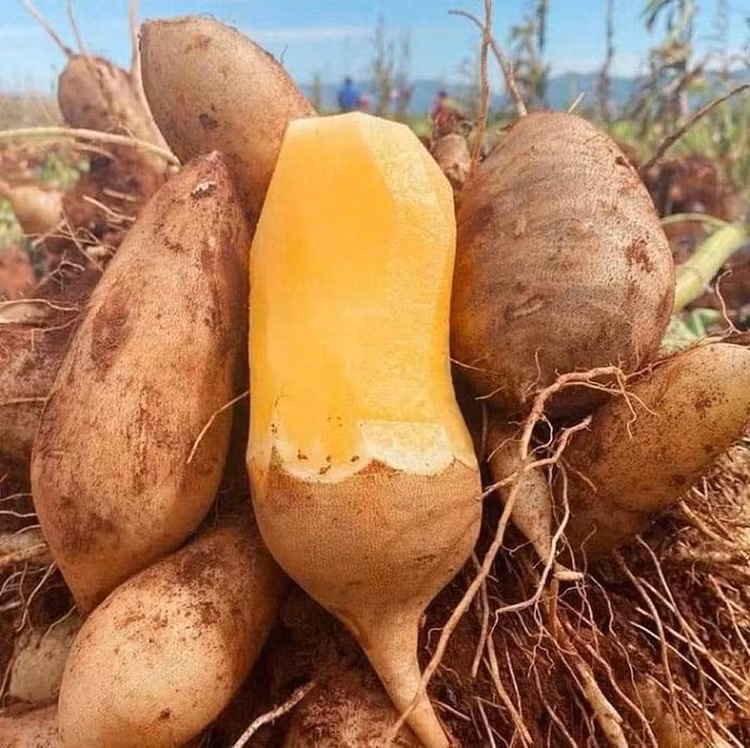 Loại củ được ví như "nhân sâm bình dân" giúp thanh nhiệt cơ thể