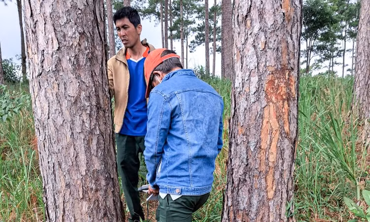 Lực lượng kiểm lâm đang kiểm tra hiện trường khu vực thông bị đầu độc bằng hóa chất.