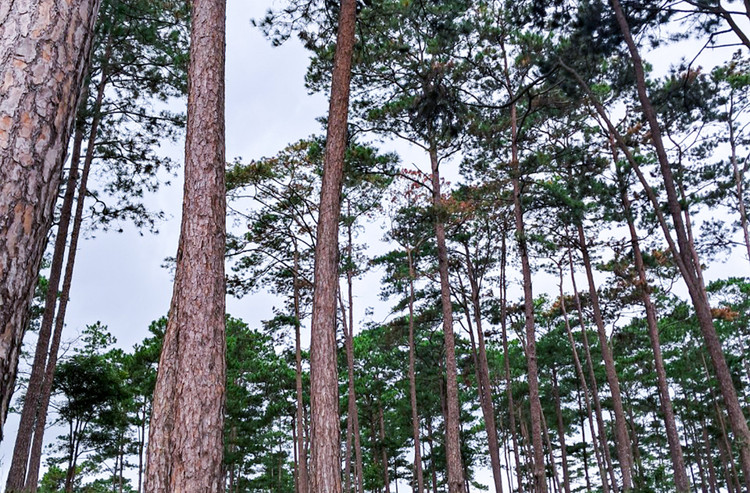 Dấu hiệu ban đầu cho thấy các tán lá thông đổi màu rồi khô héo.