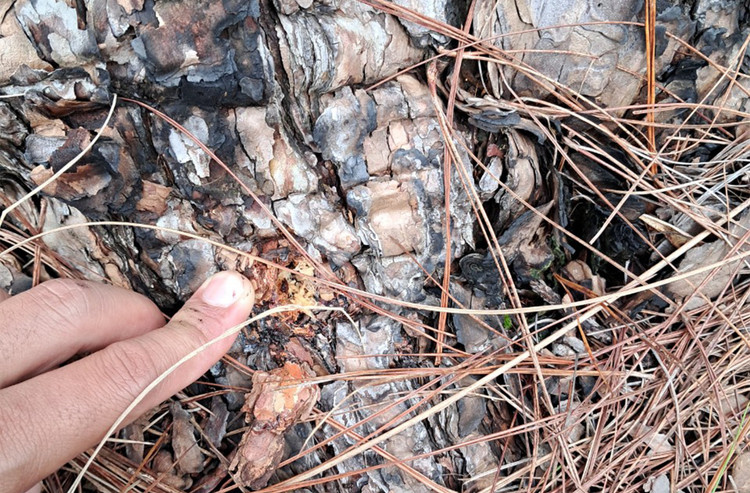 Những cây thông bị chết có dấu hiệu bị khoan lỗ, tiêm hóa chất.