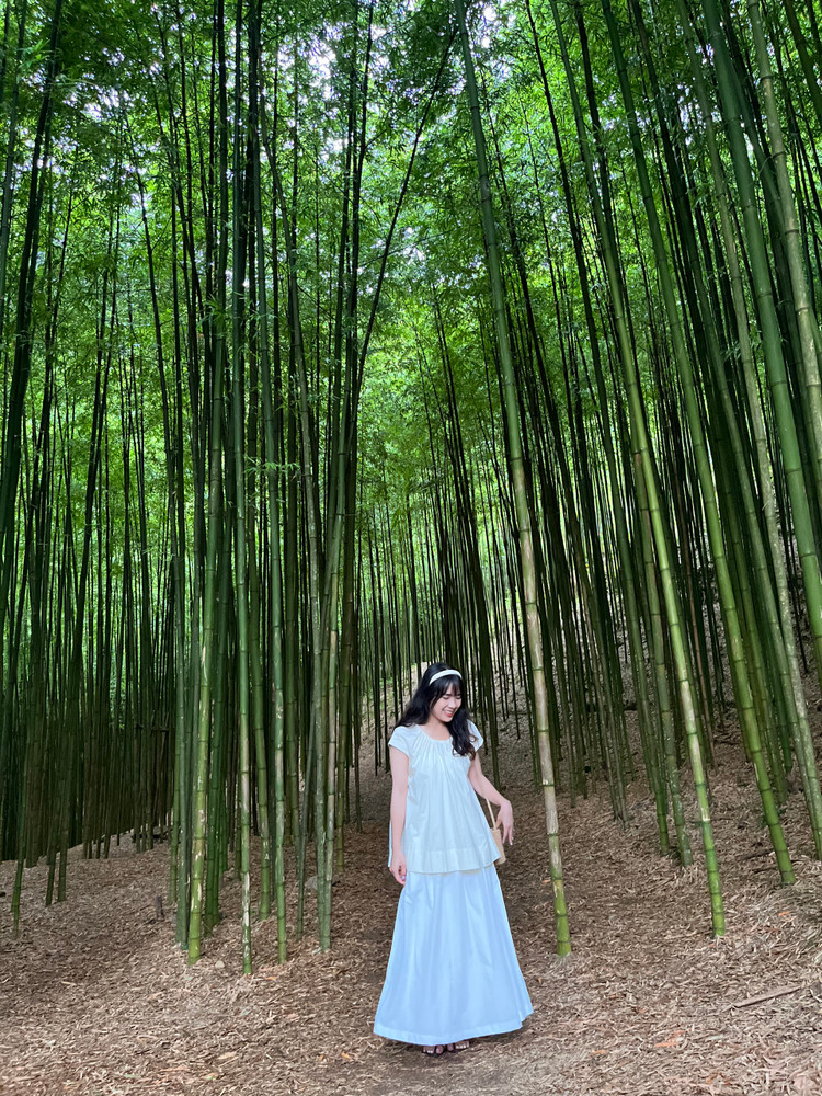 Rừng trúc ở bản Nả Háng Tủa