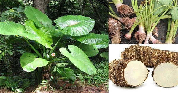 Củ ráy. Ảnh minh họa