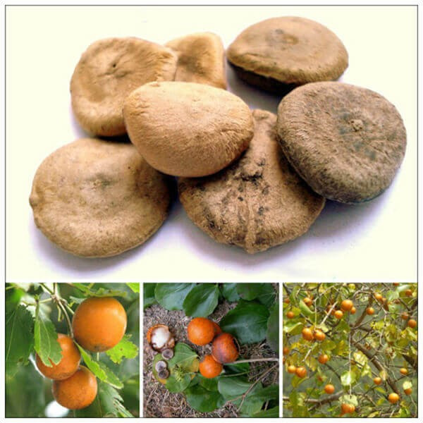 Cây, quả, hạt mã tiền. Ảnh BVCC