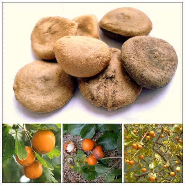 Cây, quả, hạt mã tiền. Ảnh BVCC