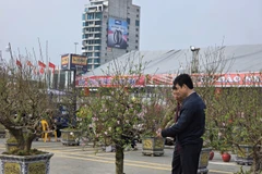 Chợ Tết Thanh niên Phú Thọ nhộn nhịp trở lại sau mưa rét