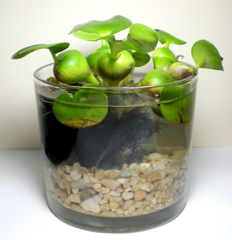 Xưa cho lợn ăn, bèo tây lên đời thành bonsai cực độc - Hình 4 Xua cho lon an, beo tay len doi thanh bonsai cuc doc-Hinh-4